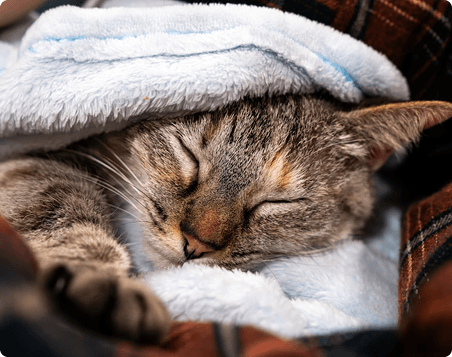 Cat sleeping peacefully