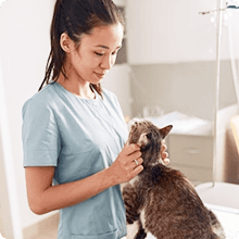 Veterinarian examining a cat