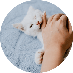 Kitten being held