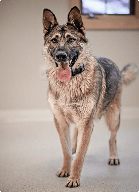 German Shepherd standing in a shelter